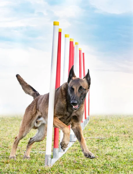 Training Agility Competition Obedience Club — ストック写真