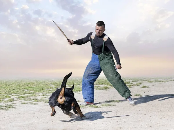 Ung Rottweiler Utbildning För Skydd Sport Och Polis — Stockfoto