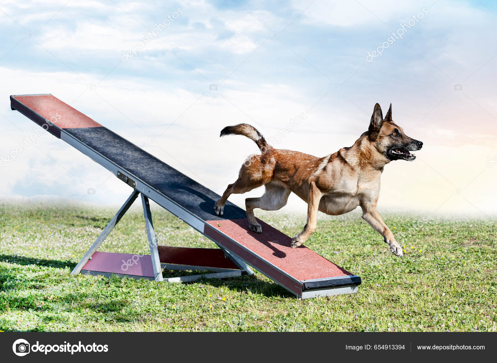 Obedience Training Dog Ramp Agility Beginners Dog Agility Course