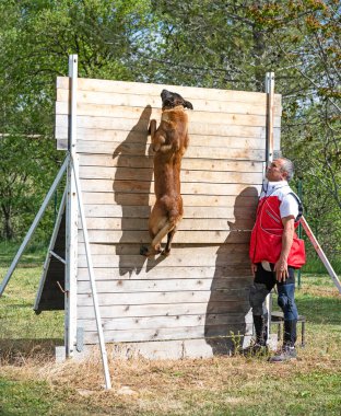 Genç Belçikalı çoban köpeği doğada güvenlik eğitimi alıyor.