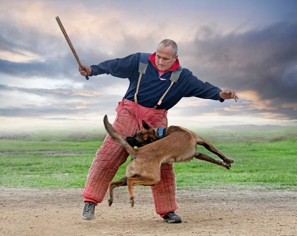 若いベルギー人羊飼いの安全保障のための訓練 — ストック写真