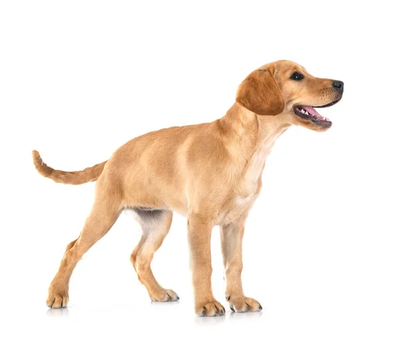 Puppy Labrador Retriever Front White Background — Stock Photo, Image