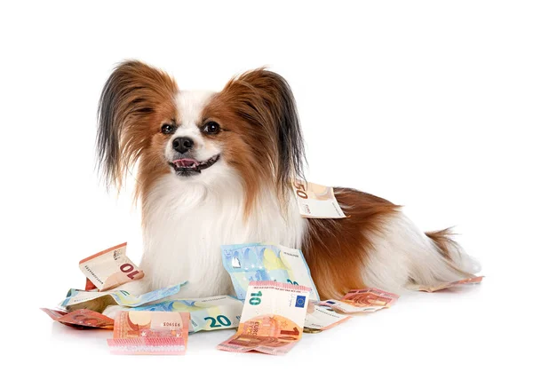 Сосочковая Собака Счета Белом Фоне — стоковое фото