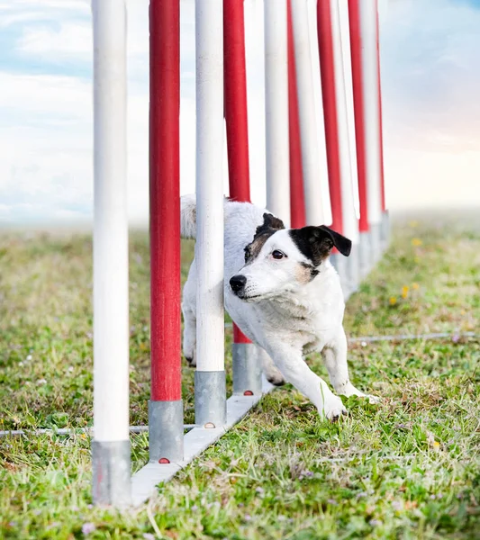 Training Agility Competition Obedience Club — Stock Photo, Image