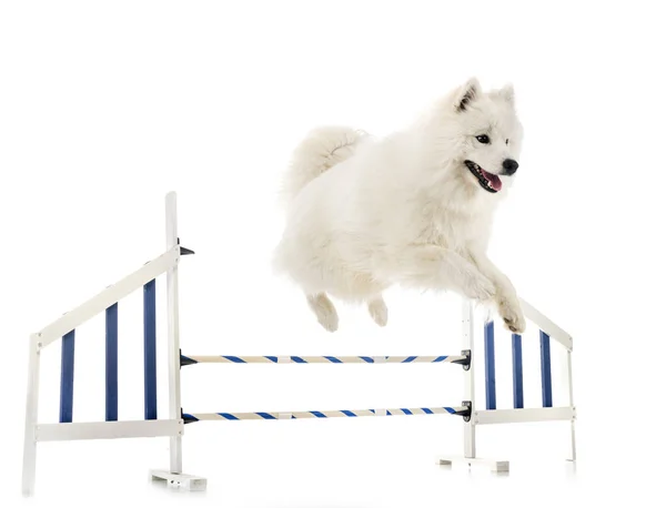 Beyaz Arka Plan Önünde Samoyed Köpek — Stok fotoğraf