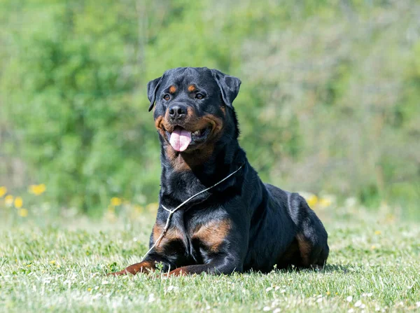 Young Rottweiler Stayingin Nature Summer — стоковое фото