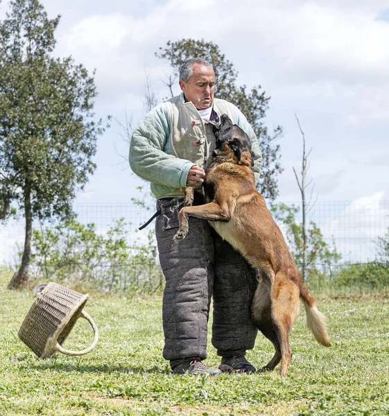 Genç Belçikalı Çoban Köpeği Doğada Güvenlik Eğitimi Alıyor — Stok fotoğraf