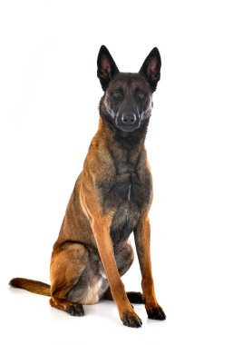 Beyaz arka planda yetişkin Belçikalı çoban