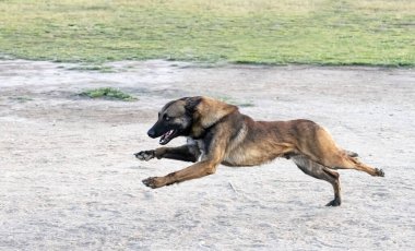 Genç Belçikalı çoban köpeği doğada güvenlik eğitimi alıyor.