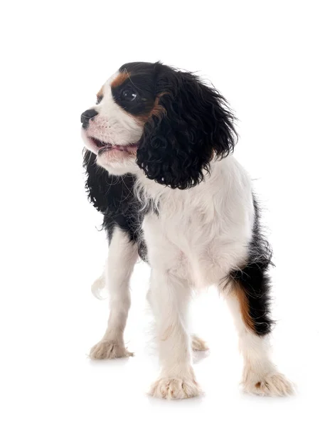 Beyaz Arka Planda Köpek Yavrusu Süvari Kral Charles — Stok fotoğraf