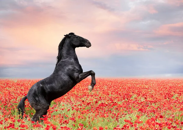 Černý Kůň Chovaný Poli Máku — Stock fotografie