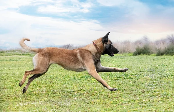 Junger Belgischer Schäferhund Beim Wandern Der Natur — Stockfoto