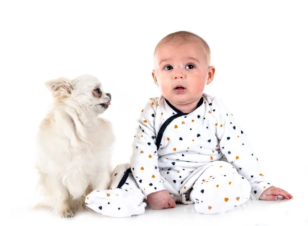 Bambino Quattro Mesi Chihuahua Davanti Sfondo Bianco — Foto Stock