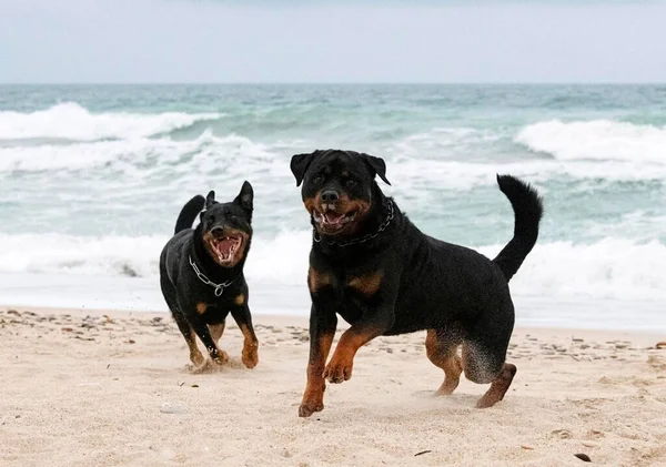 年轻的罗威勒和美丽的塞昂人在海滩上奔跑 — 图库照片