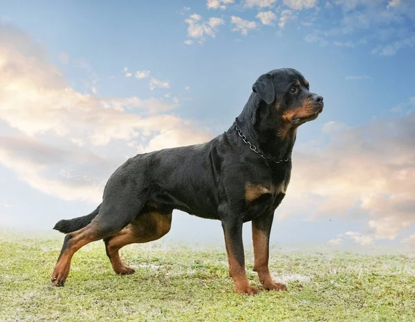Szczeniak Rottweiler Działa Przyrodzie Lecie — Zdjęcie stockowe