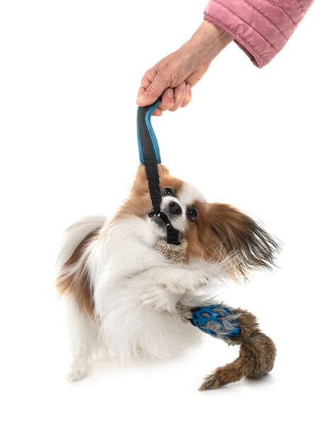 papillon собака перед белым фоном