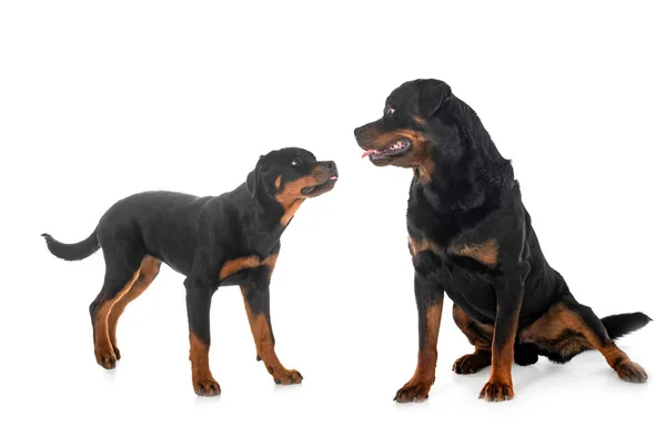 Puppy Rottweiler Adult Front White Background — Stock Photo, Image