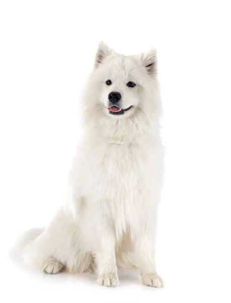 Beyaz Arka Plan Önünde Samoyed Köpek — Stok fotoğraf