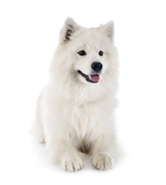 白い背景の前でサモエド犬 — ストック写真