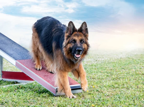 Training Agility Competition Obedience Club — Stock Photo, Image