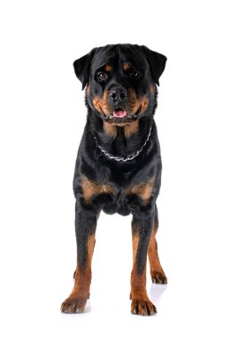 Beyaz arkaplan önünde safkan rottweiler