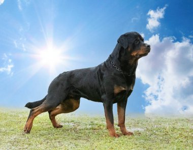 Yavru Rottweiler yazın doğada koşuyor.