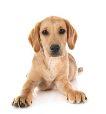 Beyaz arka planda köpek yavrusu Labrador Retriever