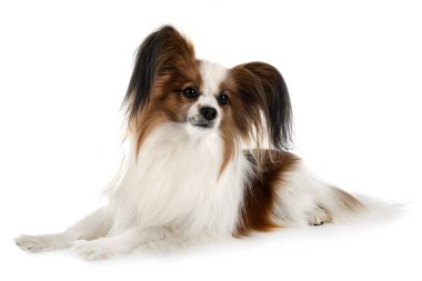 Beyaz arkaplan önünde papillon köpek