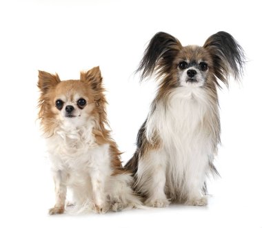 Beyaz arka planda yaşlı papillon köpek ve chihuahua