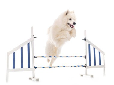 Beyaz arka plan önünde Samoyed köpek