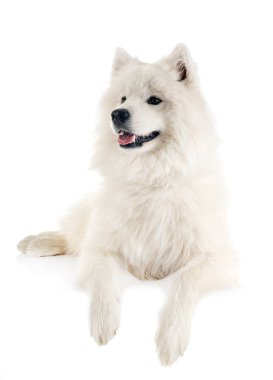 Beyaz arka plan önünde Samoyed köpek