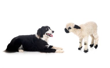 Kuzu Valais Blacknose ve kenar çoban köpeği beyaz arkaplanın önünde