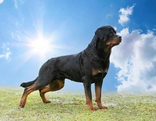 Pup Rottweiler Draait Natuur Zomer — Stockfoto