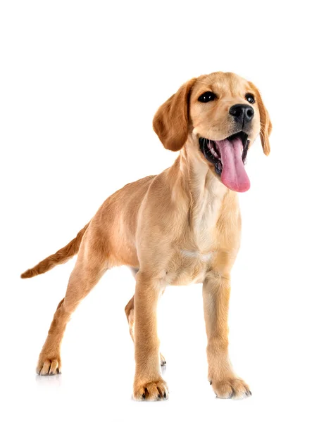 Beyaz Arka Planda Köpek Yavrusu Labrador Retriever — Stok fotoğraf
