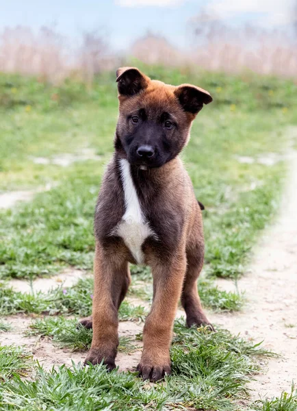 Pup Belgische Herder Natuur Lente — Stockfoto