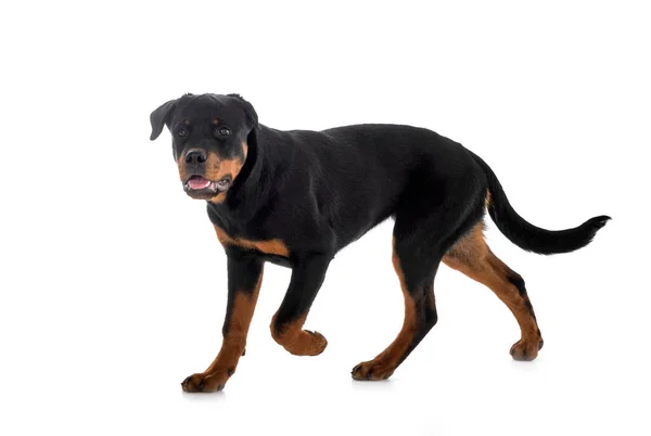 Kiskutya Rottweiler Előtt Fehér Háttér — Stock Fotó
