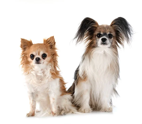 Alter Papillonhund Und Chihuahua Vor Weißem Hintergrund — Stockfoto
