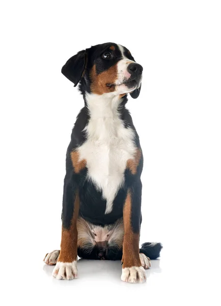 Stock image puppy Appenzeller Sennenhund in front of white background