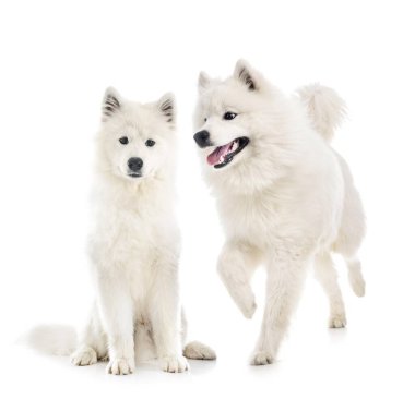 beyaz arka plan önünde samoyed köpekler