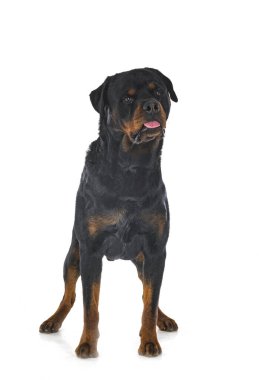 Beyaz arkaplan önünde safkan rottweiler