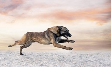 Genç Belçikalı çoban köpeği doğada güvenlik eğitimi alıyor.