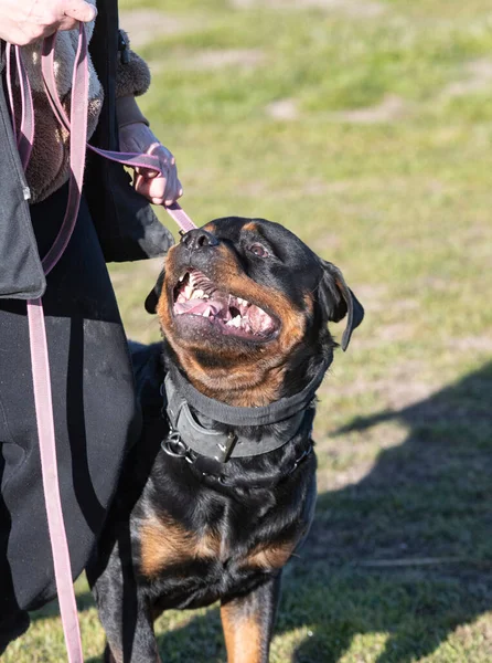 Genç Rottweiler koruma sporu ve polis eğitimi alıyor.