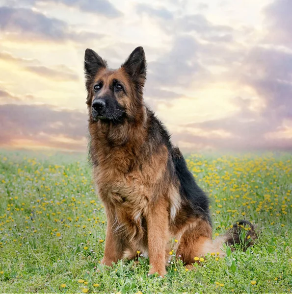 Old German Shepherd Training Competition Obedience — Stock Photo, Image