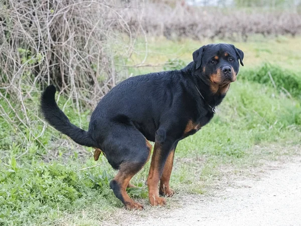 Giovane Rottweiler Passeggiare Nella Natura Estate — Foto Stock