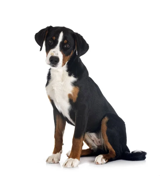 Cachorro Appenzeller Sennenhund Delante Fondo Blanco — Foto de Stock