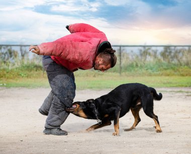 Beauce 'den gelen çoban köpeği güvenlik eğitimi alıyor.