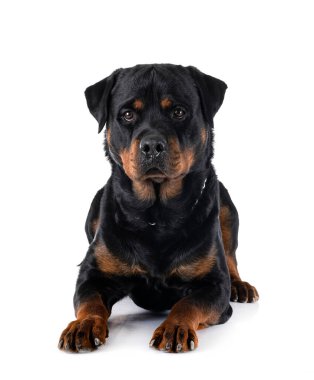 Beyaz arkaplan önünde safkan rottweiler