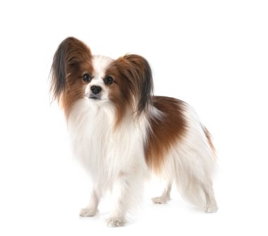 Beyaz arkaplan önünde papillon köpek
