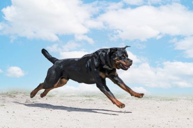 Genç Rottweiler koruma sporu ve polis eğitimi alıyor.