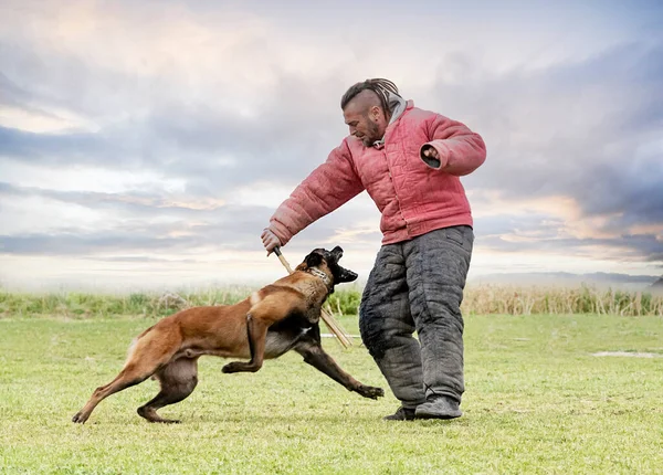 Young Belgian Shepherd Training Nature Security — Φωτογραφία Αρχείου